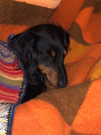 Rassen und ihre Eigenschaften-Beitrag-Bild