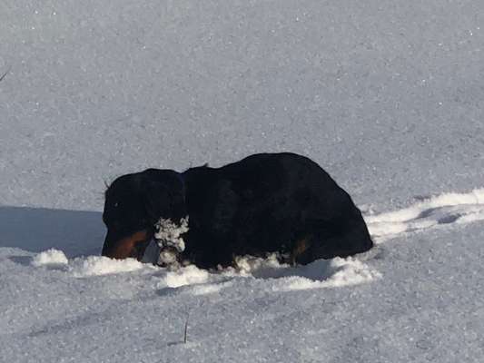 Die Dogorama Kalender Challenge Teil 2/4-Beitrag-Bild