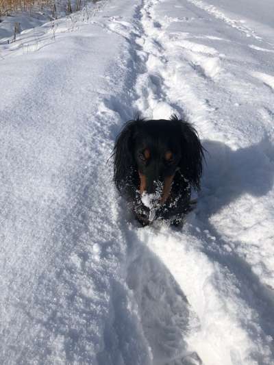 Zeigt die schönsten Schneebilder von eurer Fellnase ❄️-Beitrag-Bild