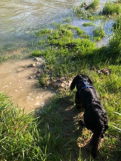 Dogorama-Monats-Challenge-Mai "Wasser"-Beitrag-Bild