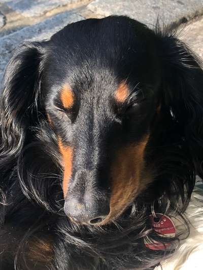 Die Dogorama Kalender Challenge Titelbild-Beitrag-Bild