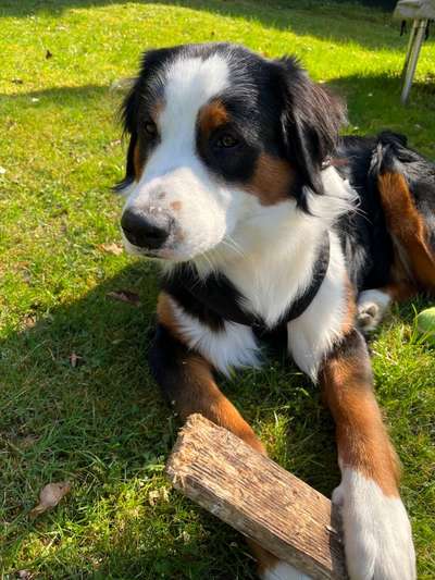 Berner Sennen-Beitrag-Bild