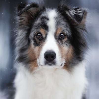aktuelles Foto Gruppe Australian Shepherd