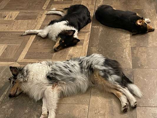 Collies gesucht-Beitrag-Bild