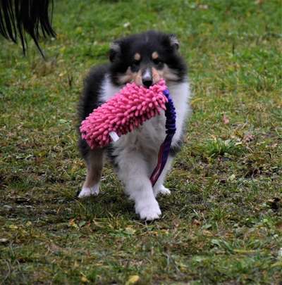 Collies gesucht-Beitrag-Bild