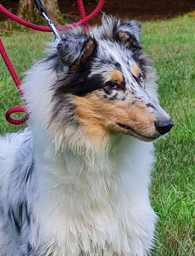 Collies gesucht-Beitrag-Bild