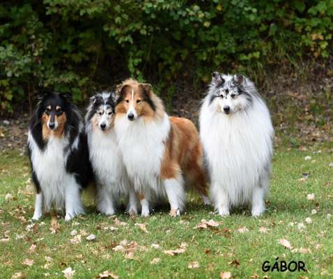 Collies gesucht-Beitrag-Bild