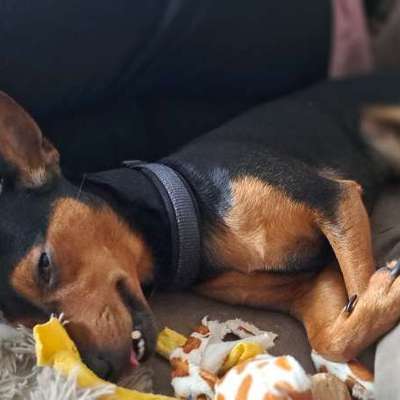Wo sind die Zwergpinscher?-Beitrag-Bild