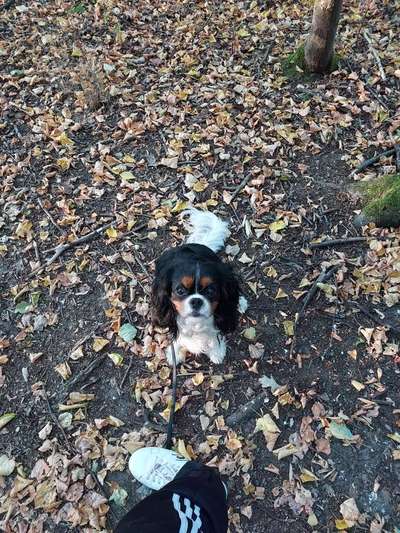 Cavaliere-Beitrag-Bild