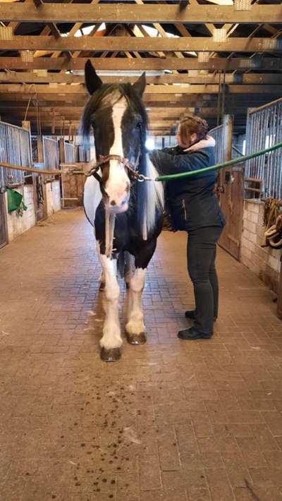 Medizinische Dienstleistungen-Tierphysiotherapie Hilari für Hund und Pferd, Susanne Lieckfeldt-Bild