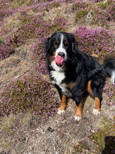 Fotochallenge Nr. 59 - Mein Hund zeigt die Zunge-Beitrag-Bild