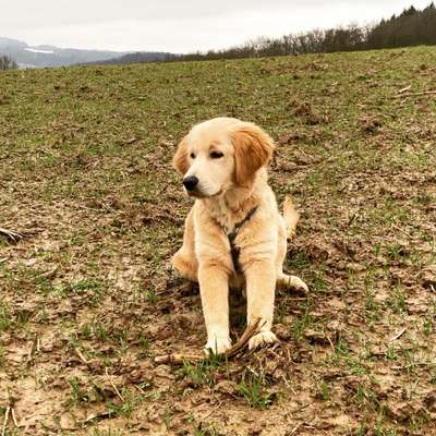 Golden Retriever-Beitrag-Bild