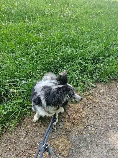 Hundetreffen-Gassi  gehen / für dich Gassi gehen-Bild
