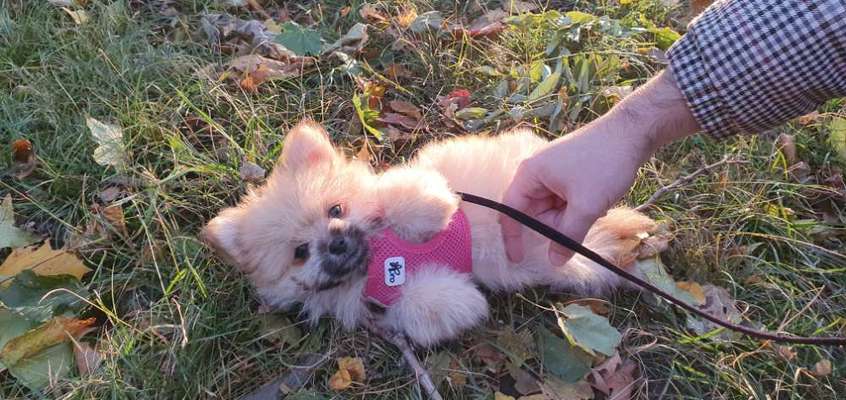 Welche Krankenversicherung-Beitrag-Bild