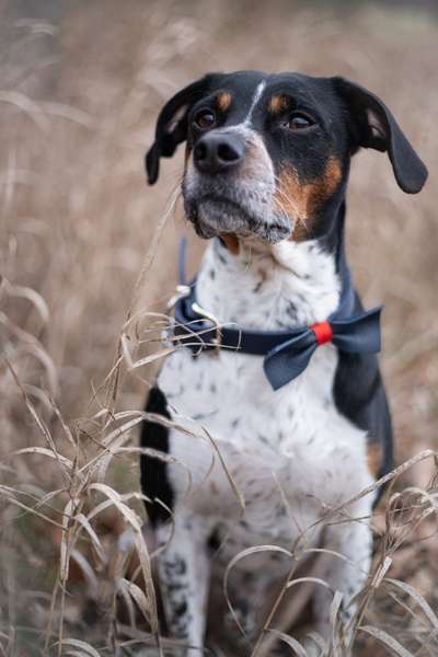 Dogorama Photo Challenge - Tre Chic!-Beitrag-Bild