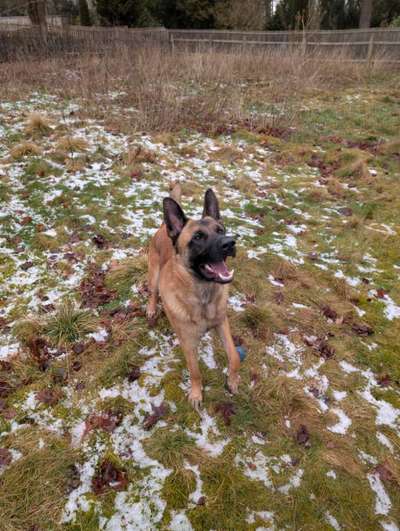 Hundetreffen-Trainingsrunde für Buddy-Bild