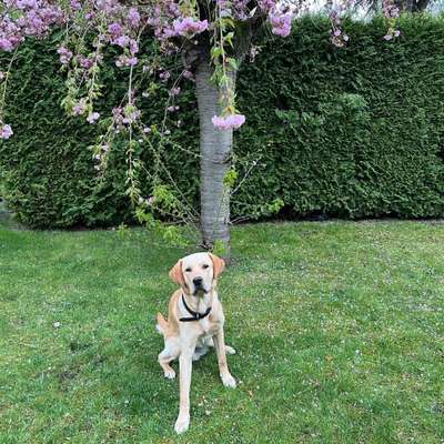 Hundetreffen-Spiel, Gassi und Trainingsrunde-Bild