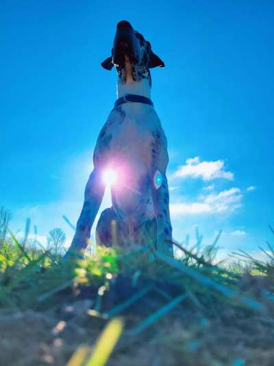 Zeigt mal die schönsten Bilder von euren Hunden !-Beitrag-Bild