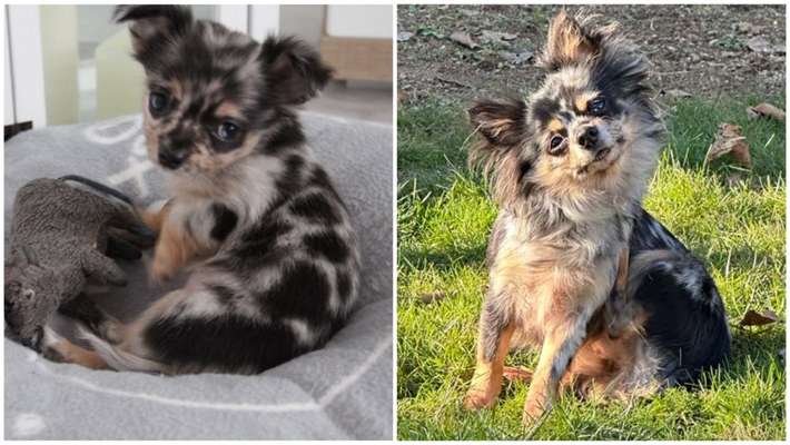 Vom Welpen zum Hund-Beitrag-Bild