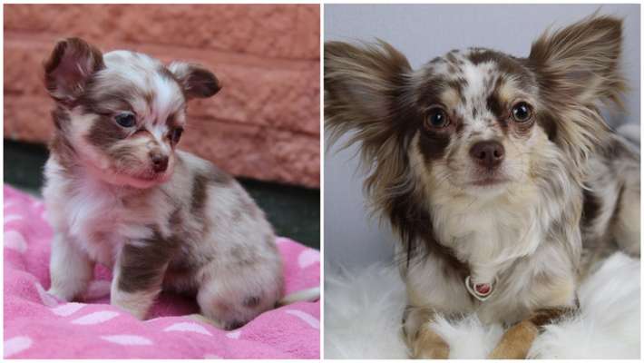 Vom Welpen zum Hund-Beitrag-Bild