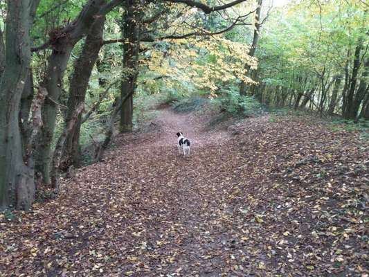 Hundeauslaufgebiet-Runde um Baggersee-Bild