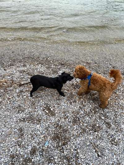 Dogorama-Monats-Challenge-Mai "Wasser"-Beitrag-Bild