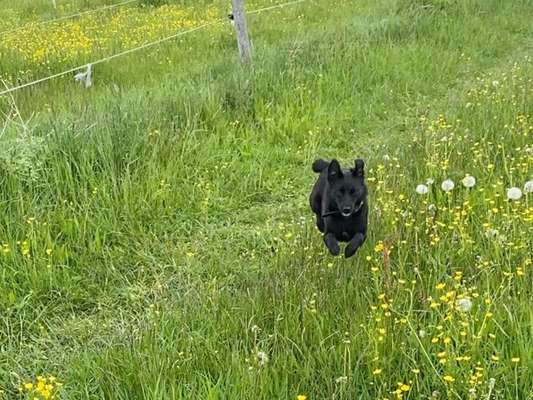 Die Dogorama Monats Challenge "Es grünt und blüht"-Beitrag-Bild