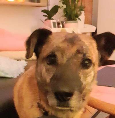 Welche Rassen stecken in unserer Daisy?-Beitrag-Bild