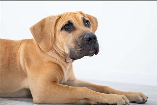 Welpen Bilder !-Beitrag-Bild