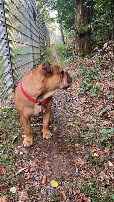 Hundetreffen-Spielrunde Stadtallendorf-Bild