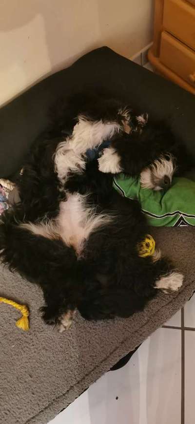 Zeigt mir die lustigsten Schlafpositionen eurer Fellnasen-Beitrag-Bild