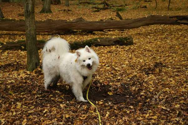 Dogorama Photo Challenge - Portrait-Beitrag-Bild