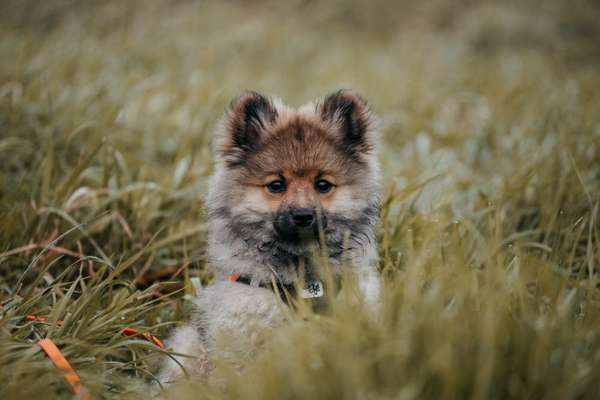 Spitz--Zwergspitz--kleinspitz---mittelspitz----Großspitz--Wolfsspitz-Beitrag-Bild