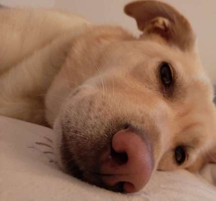 Dogorama Photo Challenge - Be my valentine-Beitrag-Bild