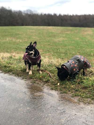 Hundetreffen-Französische bullys suchen Spielkameraden-Bild