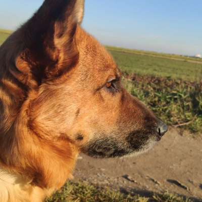 Schäferhund-Beitrag-Bild