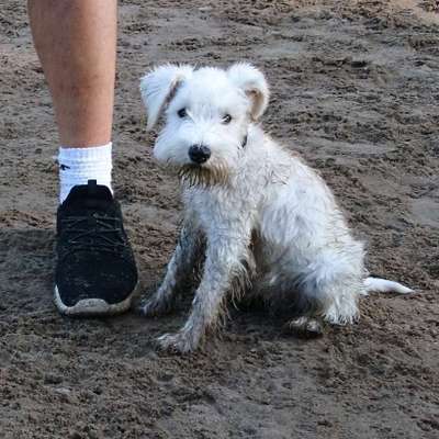 Hundetreffen-Welpentreffen in der eilenriede