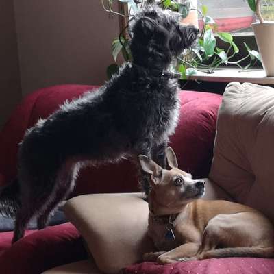 Hundetreffen-Social walk