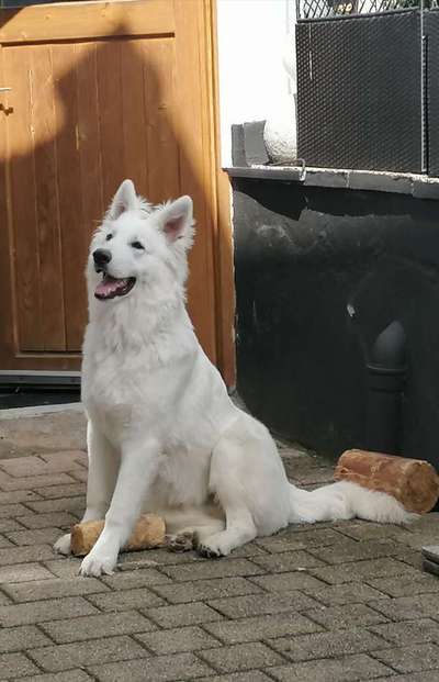 Weißer Schweizer Schäferhund-Beitrag-Bild