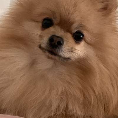 Hundetreffen-Gemeinsames gassi gehen in Nürnberg-Bild