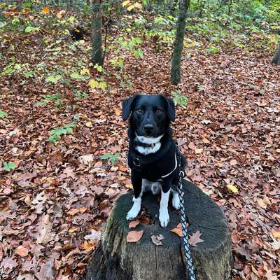 Hundetreffen-Gassirunde-Bild