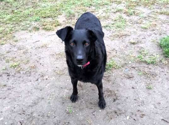 Welche Hunderasse-Beitrag-Bild