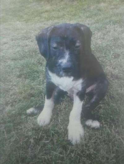 Welpen Bilder !-Beitrag-Bild