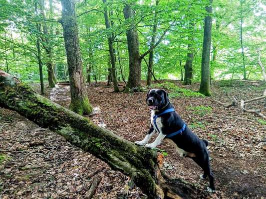 Foto -Challenge  Thema : Dein Hund Im Wald-Beitrag-Bild