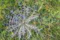 Wild mit den Pfoten zurueck treten und aufgedreht nach Spaziergang-Beitrag-Bild