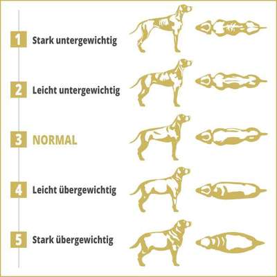 Gewicht-Beitrag-Bild
