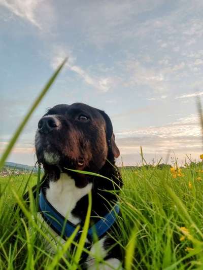 Black dogs-Beitrag-Bild