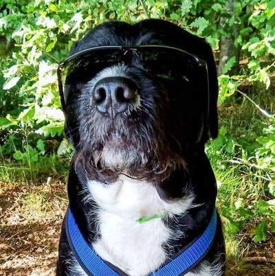 Hunde Porträt (Portrait) Galerie....-Beitrag-Bild