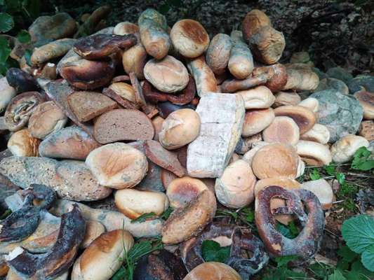 Immer mehr Giftköder-Beitrag-Bild