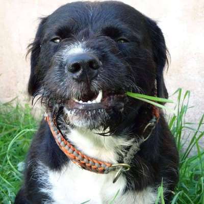 Hunde Porträt (Portrait) Galerie....-Beitrag-Bild